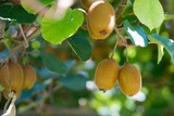 Kiwi fruit on tree on kiwi plantation in Italy