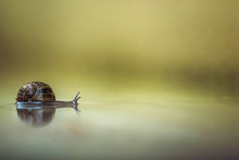 Snail In The Water 