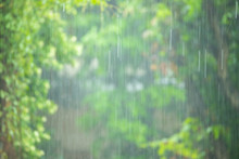 Heavy Rain In Raining Season With Blur Green Tree Background