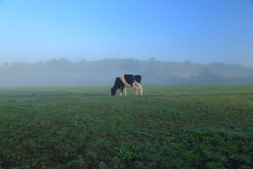 Wall Mural - British Friesians cow graze on the farmland in East Devon on a misty morning