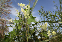 Stachelgurke (Echinocystis Lobata) / Blüten Und Fruchtstände - Wild Cucumber 