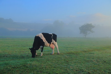 Wall Mural - British Friesians cow graze on the farmland in East Devon on a misty morning