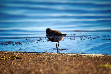 Wall Mural - dunlin (Calidris alpina) fed on edge of wate