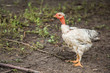 Turkeys, chickens, ducks at the farmyard. Adult individuals and small.