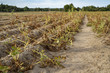 Im heißen Sommer vernichtet die Trockenheit die angebauten Kartoffeln in Soest, Nord Rhein Westfalen, Deutschland. Die Pflanzen liegen vertrocknet in den Reihen auf dem ausgetrockneten Erdboden.