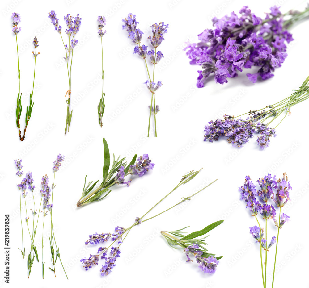 Set with aromatic fresh lavender on white background - obrazy, fototapety, plakaty 