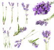 Set with aromatic fresh lavender on white background