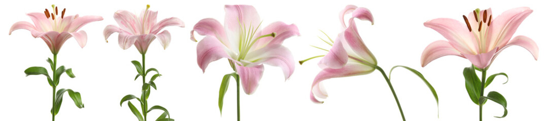 Set with beautiful lilies on white background