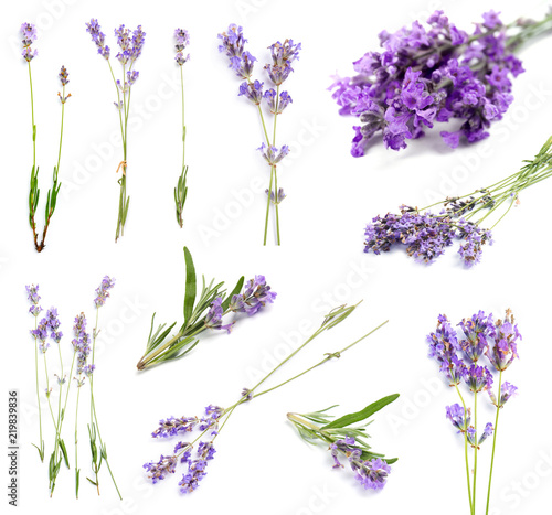 Photo Set with aromatic fresh lavender on white background
