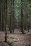 Fototapeta Na ścianę - In to the woods