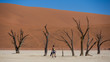 Dead Vlei Namibie désert sel dunes de sable Arbres morts