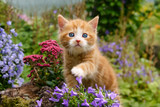 Fototapeta Koty -  Baby kitten with wonderful blue eyes playing with flowers 