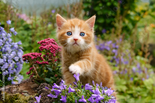 Fotografía Baby kitten with wonderful blue eyes playing with flowers