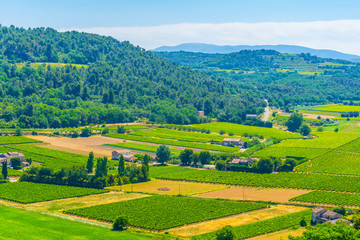 Wall Mural - Vineyards near Menerbes village in France