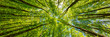 Leinwandbild Motiv Looking up at the green tops of trees. Italy