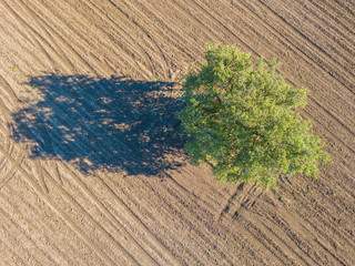 Sticker - Aerial view of isolated green tree on dirt field with brown earth. Farmland in Switzerland.
