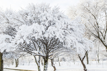 winter park, the luxurious tree covered with snow