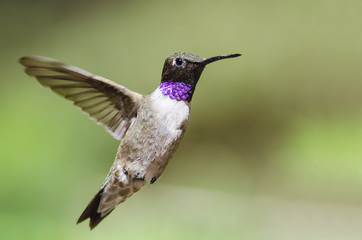 Canvas Print - Black-Chinned Hummingbird with Throat Aglow While Hovering in Flight