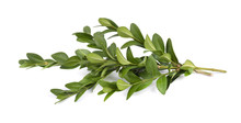Boxwood Branch Isolated On A White Background