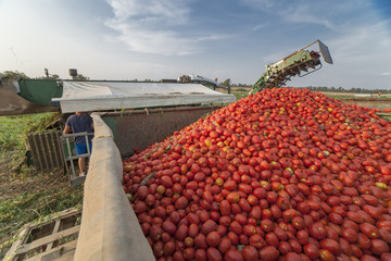 Self-propelled harvester collects tomatoes in trailer. Vegas Bajas del Guadiana, Spain