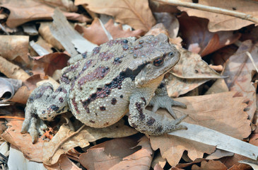 Poster - Toad (Bufo gargarizans) 41