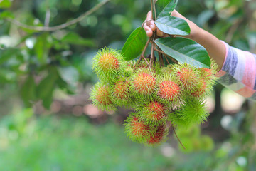 Canvas Print - A farmer holding fresh rambutan in the garden,asian fruit.