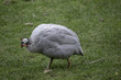 Helmeted guinea fowl