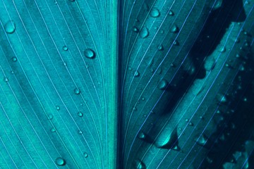 blue leaf