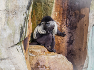 Wall Mural - Ad Lonely Monkey Sitting in Rocks