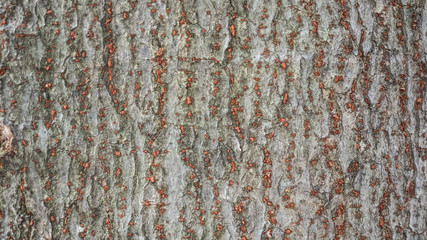 Tree bark texture background.