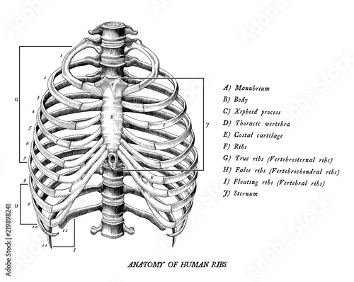 Anatomy of human ribs hand draw vintage clip art isolated ...
