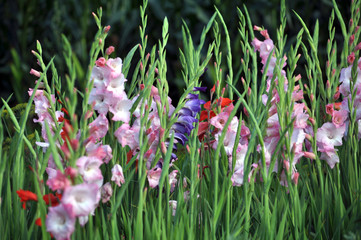 Blossom of colorful gladioluses