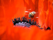 A bee flies inside a red poppy flower