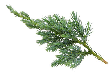 Wall Mural - a small branch of a blue fir cultivated tree 2