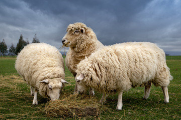 Wall Mural - Three sheep eat lucerne hay to supplement their diet in the winter time on a lifestyle block