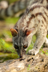 Wall Mural - genet smelling in a forest