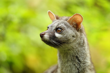 Wall Mural - genet head portrait looking at side