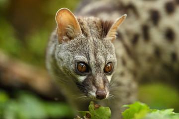 Wall Mural - genet head portrait in a forest