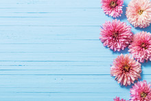 Pink Chrysanthemums On Blue Wooden Background