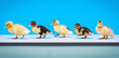 All My Ducks in a Row