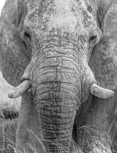 Zdjęcie XXL portret słonia w czerni i bieli - Namibia