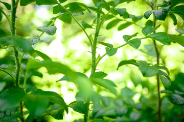 Wall Mural - briar leaf green