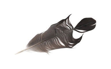 Wall Mural - Grey bird feather, isolated on white background