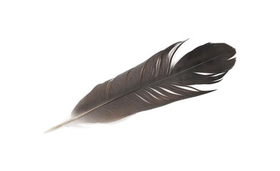 Wall Mural - Grey bird feather, isolated on white background