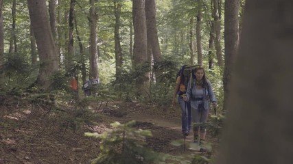 Wall Mural - group of tourist people walking on forest path while summer travel