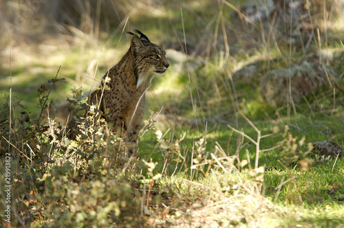 Fotografía Iberian Lynx. Lynx pardinus