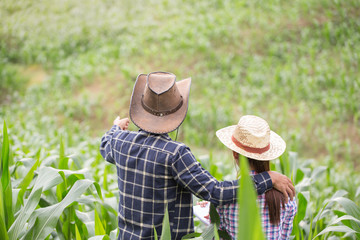 Wall Mural - Farmer and researcher analysing corn plant