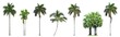 canvas print picture - Collection of Palm trees isolated on white background