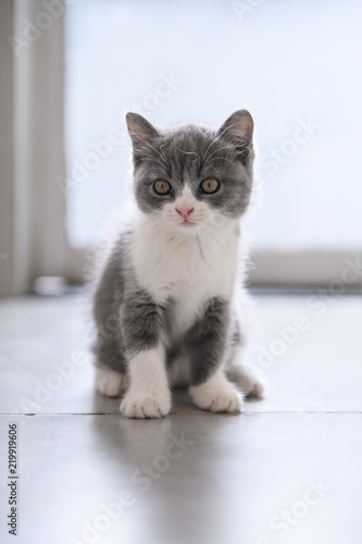 Cute British Short Hair Cat Buy This Stock Photo And Explore