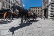 Pferd Florenz